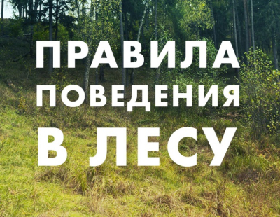 Правила поведения в лесу